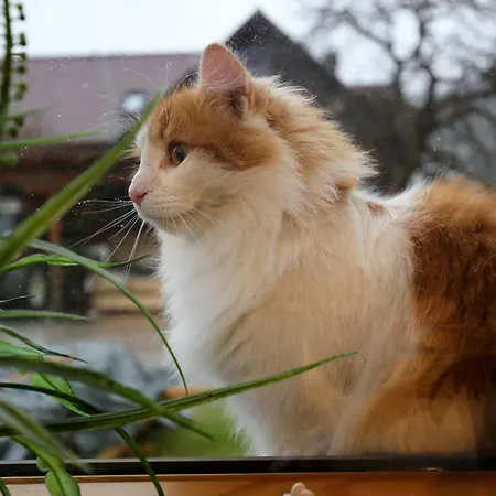 Haufhof-pension Am Bauernhof, Bei Schladming Feriegård Haus im Ennstal