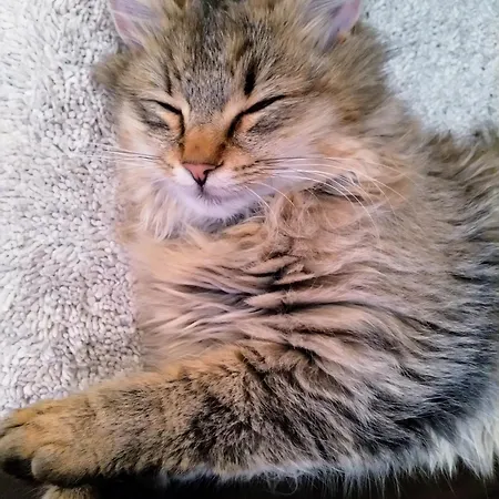 Haufhof-pension Am Bauernhof, Bei Schladming Haus im Ennstal