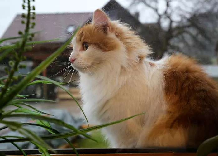 Haufhof-pension Am Bauernhof, Bei Schladming Farm stay Haus im Ennstal