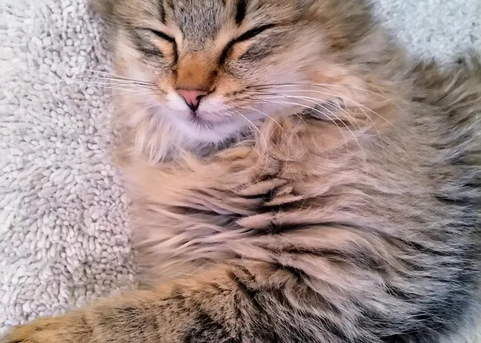 Haufhof-pension Am Bauernhof, Bei Schladming Haus im Ennstal